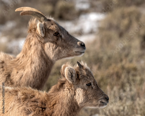 Fotografía Bighorn sheep grazing in the snow; Nat Elk Refuge; Wyoming
