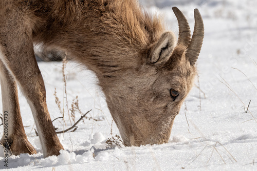 Bild auf Leinwand Bighorn sheep grazing in the snow; Nat Elk Refuge; Wyoming