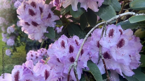 purple and white flowers