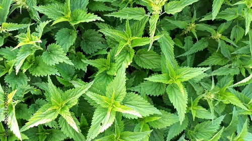 natural green fresh nettle growing naturally . top view