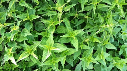 green fresh nettle growing at plantation. top view