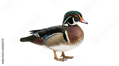 Colorful male wood duck on a black background.