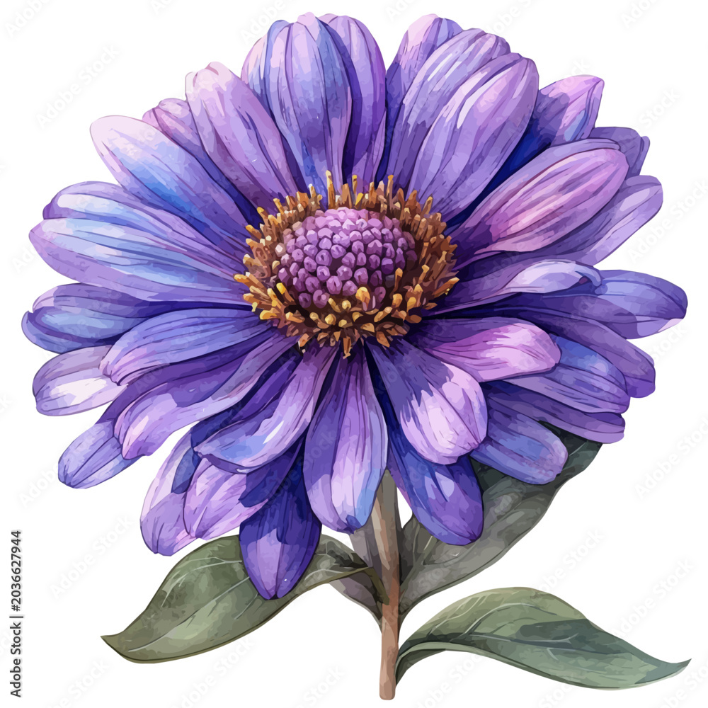 Fototapeta premium Aster Flower, graceful vector watercolor painting with soft flowing strokes and subtle highlights, isolated on a white background.