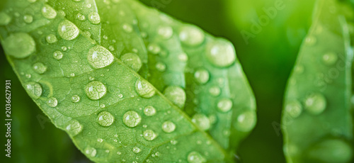 Konstfotografi Beautiful fresh green leaves water droplets dew rain detail close up natural light