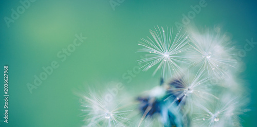 Photos Dreamy dandelion seed head soft green teal background macro nature detail
