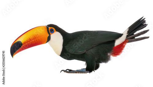 Schilderij op canvas Toco toucan bird with large colorful beak and red undertail coverts