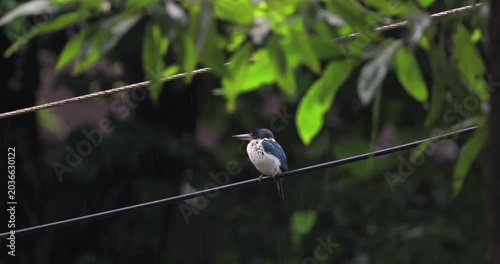 Collared kingfisher perched on a wire during rainfall with lush green foliage background. Wildlife photography, tropical bird in natural habitat, rainy season atmosphere.