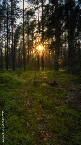 Sunset or sunrise in a mossy pine forest. The low sun illuminates the scene through the trees. Sunbeams and highlights on mossy hummocks. Vertical photo of natural woodland landscape. 9:16