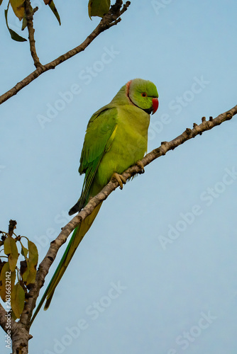 A Ring Necked Parakeet