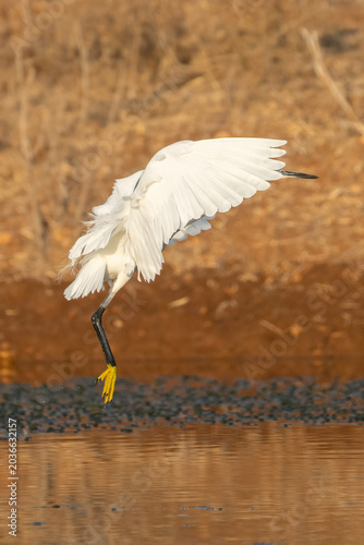 A Little Grege Taking Off
