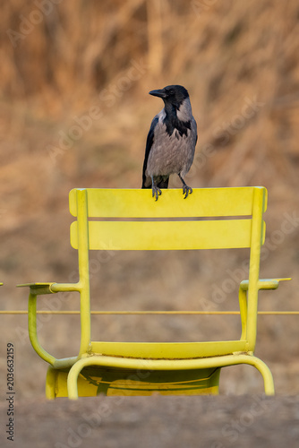 A Gray Crow on a Yellow Chair