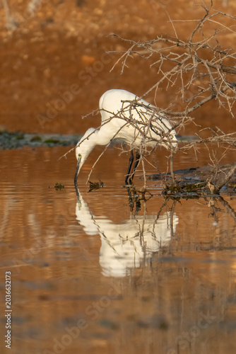 A Little Egret Drinking