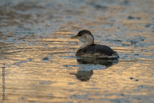 A Little Grebe Swimming
