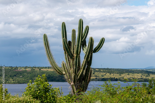 фотографія Detail of the thorn of the mandacaru, a plant native to the Brazilian caatinga