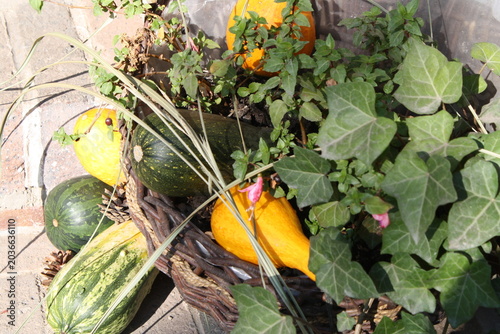 Zucchini und Kürbis