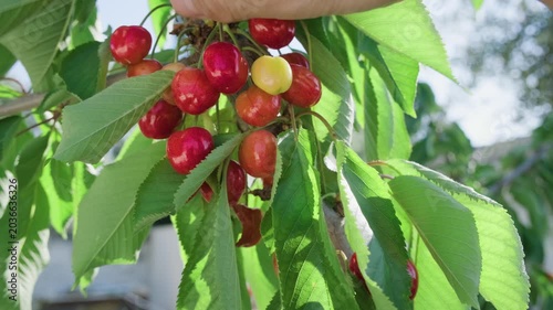 Hand harvesting cherries from sunlit tree branch with lush green leaves. Close-up view shows red and yellow fruits at various ripening stages. Captures summer harvest season.
