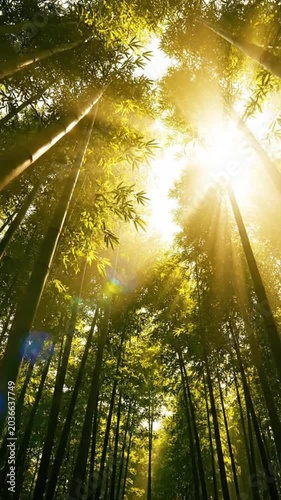 Sunlight filtering through bamboo forest trees.