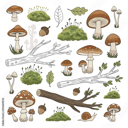 Mushrooms and forest floor elements illustration.