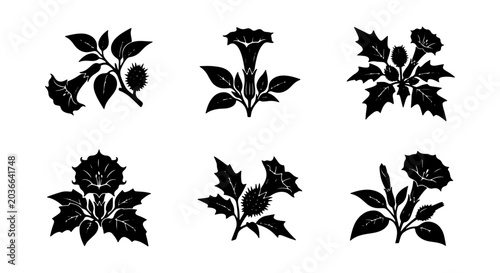 Photos Datura Flower Silhouettes, Botanical Vector Elements, Black and White Floral Gra