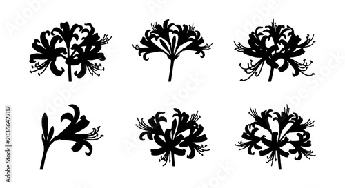 Photos Black Silhouette Lycoris Flower Icons, Elegant Floral Vector Graphics, Botanical