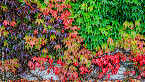 Quadro su tela Vines grow on a wall with leaves changing colors during autumn in a garden setti