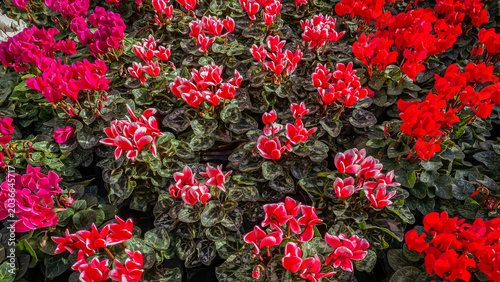 Bild auf Leinwand Bright colors of cyclamen flowers in a garden during daytime in a floral display