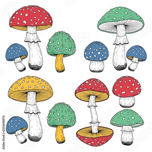 Colorful illustration of various mushrooms 4.