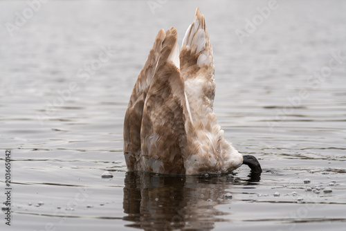 Photos Juvenile mute swan (Cygnus olor) upending to feed, tail raised above water surfa