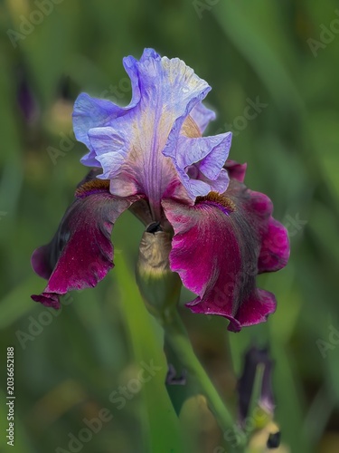 A blue and red Bearded Iris blooming in a garden near Salem Oregon