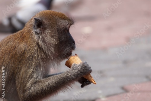 monkey eating ice cream close up