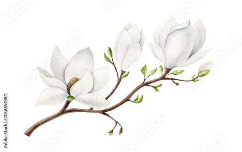Фотография Magnolia branch with white flowers