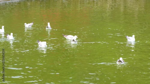 seagulls swimming in the pool