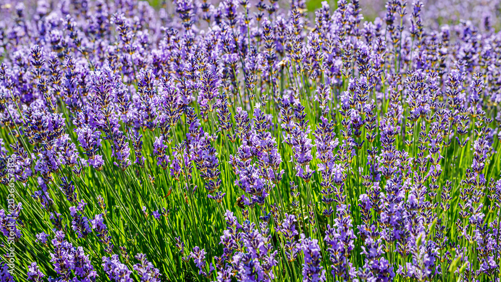 Obraz premium Purple lavender plants grow in a sunny field during summer, showing vibrant colors and natural beauty without any people