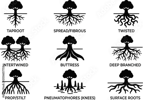 Tableau sur toile Different types of tree root systems for botany and ecology studies