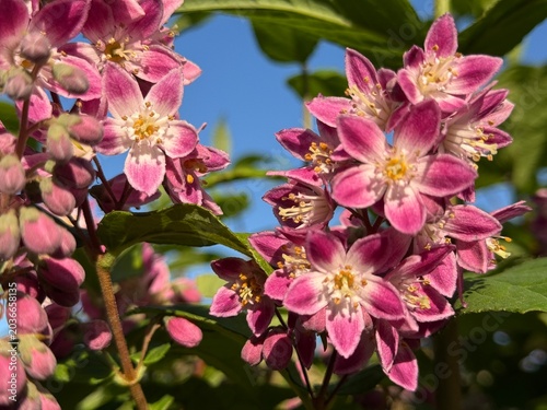 Macro eines Maiblumenstrauch 