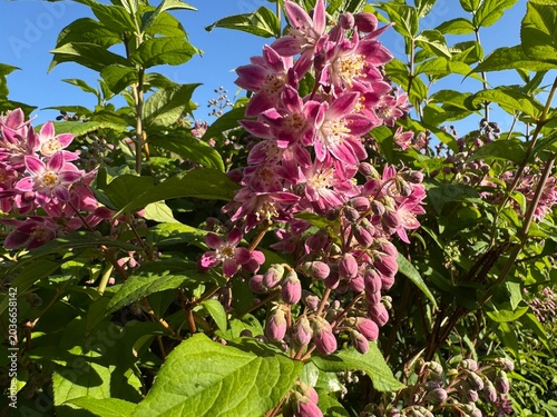Einschöner Maiblumenstrauch im Garten