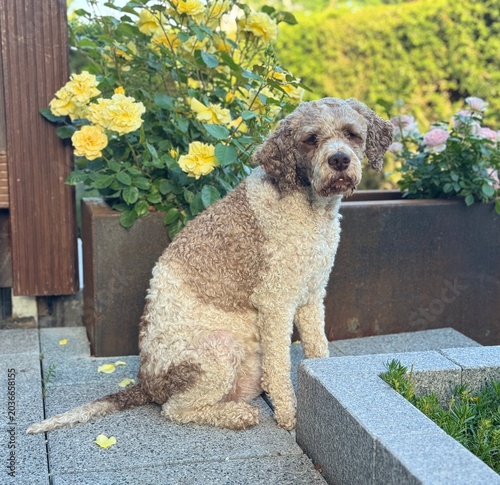 Portrait eines Lagotto Romagnolo Hundes