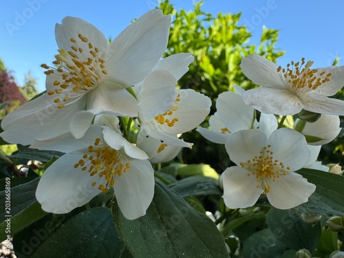 Macro von schönen Jasminblüten