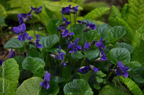 Wild violet, heart-shaped violet or viola ottora blooming with purple flowers in the garden, Sofia, Bulgaria 