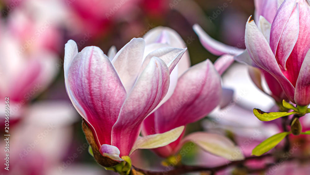 Obraz premium Bright pink magnolia flowers bloom in spring sunlight near a garden path surrounded by greenery in a city park setting