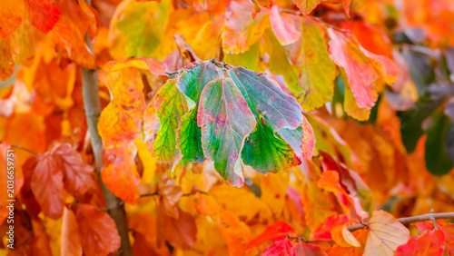 Φωτογραφία Colorful leaves show changing seasons in a tree during autumn in a forest park
