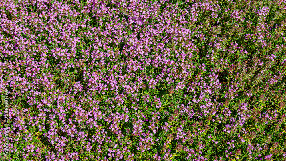 Fototapeta premium Field of small pink flowers fills the ground in a sunny location during the day