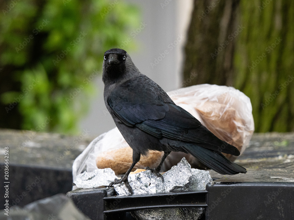 Obraz premium Western jackdaw standing on rubbish bin looking at camera.