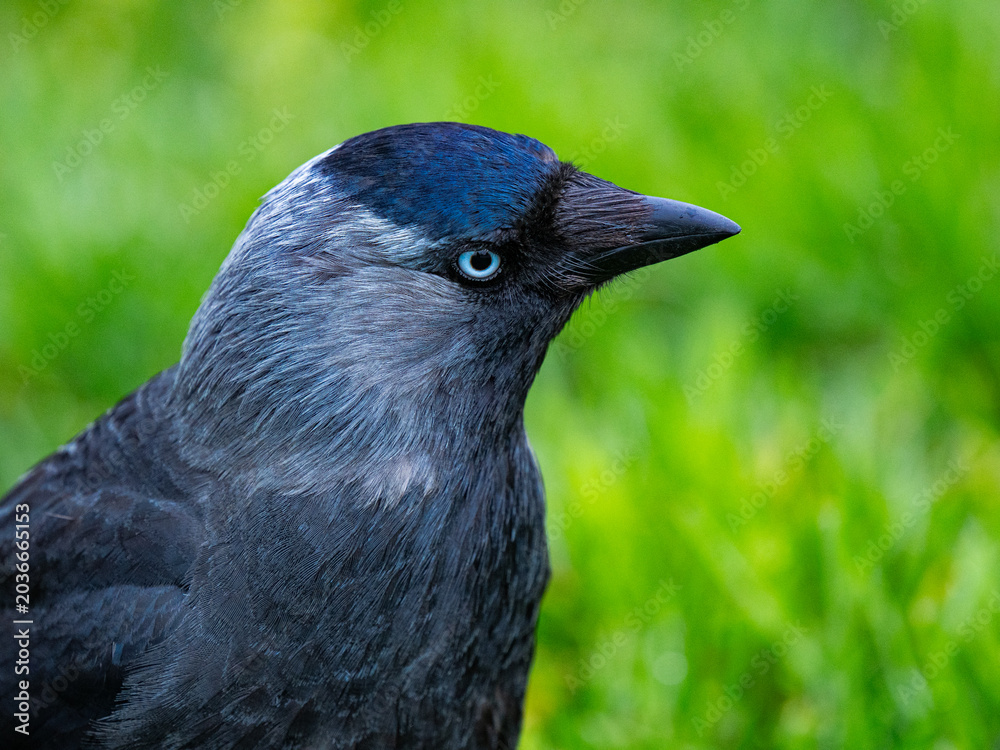Obraz premium Western jackdaw close up portrait profile with green background.