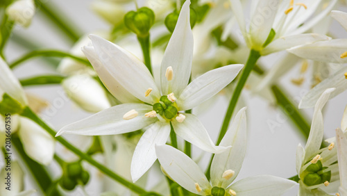 White flowers bloom in a close view showing details of petals and green centers during spring season