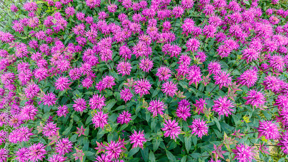 Fototapeta premium Vivid display of blooming purple flowers in a garden during sunny spring afternoon