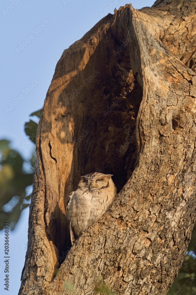 Fototapeta premium Small Camouflaged Scops Owl Sleeping inside Tree Trunk Nest