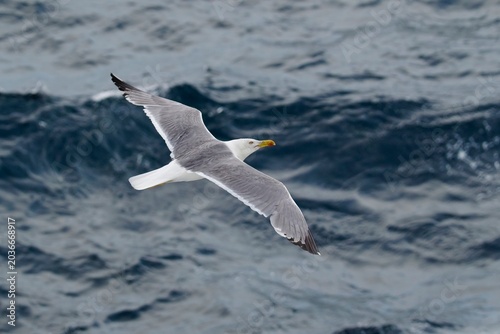 Tableau sur toile Sea Gull in Flight Above Choppy Sea Water