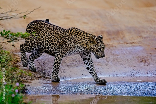 Schilderij op canvas Wild Sri Lankan Leopard Prowling in Yala National Park, Safari Photography