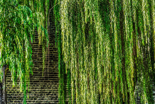 Green Willows Shadows Ancient City Wall Park Beijing China